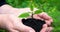 Woman`s hands hold green small plant, water pours on the soil. Close up side view on green background