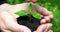 Woman`s hands hold green young plant with ground, man`s hand watering it. Side view on green background.