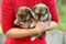 Woman`s hands hold small spitz puppies