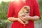 Woman`s hands hold small spitz puppy