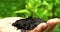 Woman`s hands hold soil with green young plant. Close up side view on green background