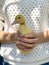 Woman`s hands holding a cute little yellow duckling.