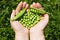 Woman\'s hands holding green peas