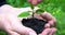 Woman\'s hands holding green small plant and water falling up on soil. Side view