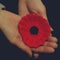 Woman`s Hands holding Knitted Poppy for Charity