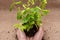 Woman`s Hands holding Organic Peppermint Plant with roots in fertilized soil  isolated on natural burlap background.