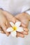 Woman\'s hands holding plumeria flower.