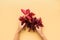 Woman`s hands holding red leaves of girlish wild grape or parthenocissus on orange background. Top view. Flat lay. Autumn