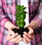 Woman`s hands holding young green seedling Kalanchoe with soil. Close-up. Transplanting houseplant Kalanchoe. Concept caring for
