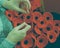 Woman`s Hands Knitting Poppies D for Charity