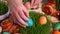 Woman`s hands laying easter eggs on microgreen, close-up
