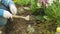 Woman`s hands loosen the soil in a flower bed with a tool.