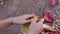 Woman\\\'s hands peeling banana blossoms in the garden