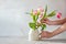 Woman\\\'s hands preparing flower tulip bouquet, spring interior floral decoration, slow living concept on neutral background