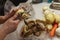 Woman`s hands in process of peeling unwashed potato above plastic bag