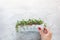 Woman& x27;s hands putting a micro green arugula growing on a paper towel on light grey background. Selective focus. Home