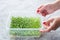 Woman& x27;s hands putting a micro green arugula growing on a paper towel on light grey background. Selective focus. Home