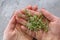 Woman& x27;s hands putting a micro green arugula growing on a paper towel on light grey background. Selective focus. Home