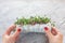 Woman& x27;s hands putting a micro green arugula growing on a paper towel on light grey background. Selective focus. Home