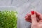 Woman& x27;s hands putting a micro green lettuce growing in a plastic box on light grey background. Selective focus. Home