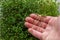 Woman& x27;s hands putting a micro green mustard growing in a plastic box. Selective focus. Home garden and healthy