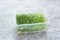 Woman's hands putting a plastic box with micro green arugula, salad, alfalfa (Lucerne). Home garden and healthy