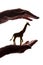 Woman`s hands with rare endangered animal figure - silhouette, protecting animals