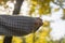 Woman`s hands in sweater or pullover with unfocused yellow trees and sun background.