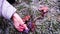 Woman`s hands touch the autumn brown maple leaf covered with transparent ice. Winter weather is surprising.