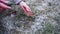 Woman`s hands touch the autumn brown maple leaf covered with transparent ice. Winter weather is surprising.