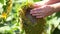 Woman`s hands touching a beautiful sunflower in the field. The hand of a girl farmer touches the sunflower before