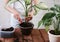 Woman`s hands transplanting plant a into a new pot. Spathiphyllum, Crassula perfoliata , Dieffenbachia maculata. Floriculture