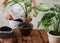 Woman`s hands transplanting plant a into a new pot. Spathiphyllum, Dieffenbachia maculata