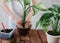 Woman`s hands transplanting plant a into a new pot. Spathiphyllum, Dieffenbachia maculata