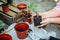 Woman\'s hands transplanting succulent into new pot. Gardening ou