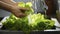 Woman\\\'s hands washing the juicy green leaves of lettuce by the kitchen sink. Copy space for text. Generative AI