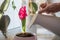 Woman`s hands watering pink hyacinth with gardening tools close up