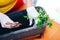 Woman`s hands in white gloves plant seedlings of tomato in plastic black pot at home. Transplanting seedlings in a pot