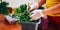 Woman`s hands in white gloves plant seedlings of tomato in plastic black pot at home. Transplanting seedlings in a pot