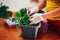 Woman`s hands in white gloves plant seedlings of tomato in plastic black pot at home. Transplanting seedlings in a pot