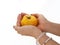 Woman`s hands with yellow tomatoes on white isolated background.