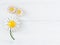 Woman& x27;s Jewellery. Vintage jewelry background. Beautiful daisy vintage brooch and earrings on white. Flat lay, top view