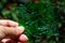 Woman`s left hand holding thin sheet of green colour cellophane with shiny crumpled surface texture in bokeh green garden