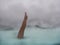 Woman\'s legs standing out of water in Blue Lagoon in Iceland