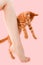 Woman`s thin unshaven leg with sparkles on a pink background. Red kitten near the leg. Feminism