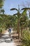 Woman and a Saba Banana tree