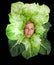 Woman with salal leafes around her head.