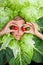 Woman with salal leafes around her head.