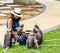 Woman in sarong and whit fedora sitting on ground surrounded by dusky monkeys