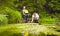 Woman scientist ecologist taking samples of duckweed